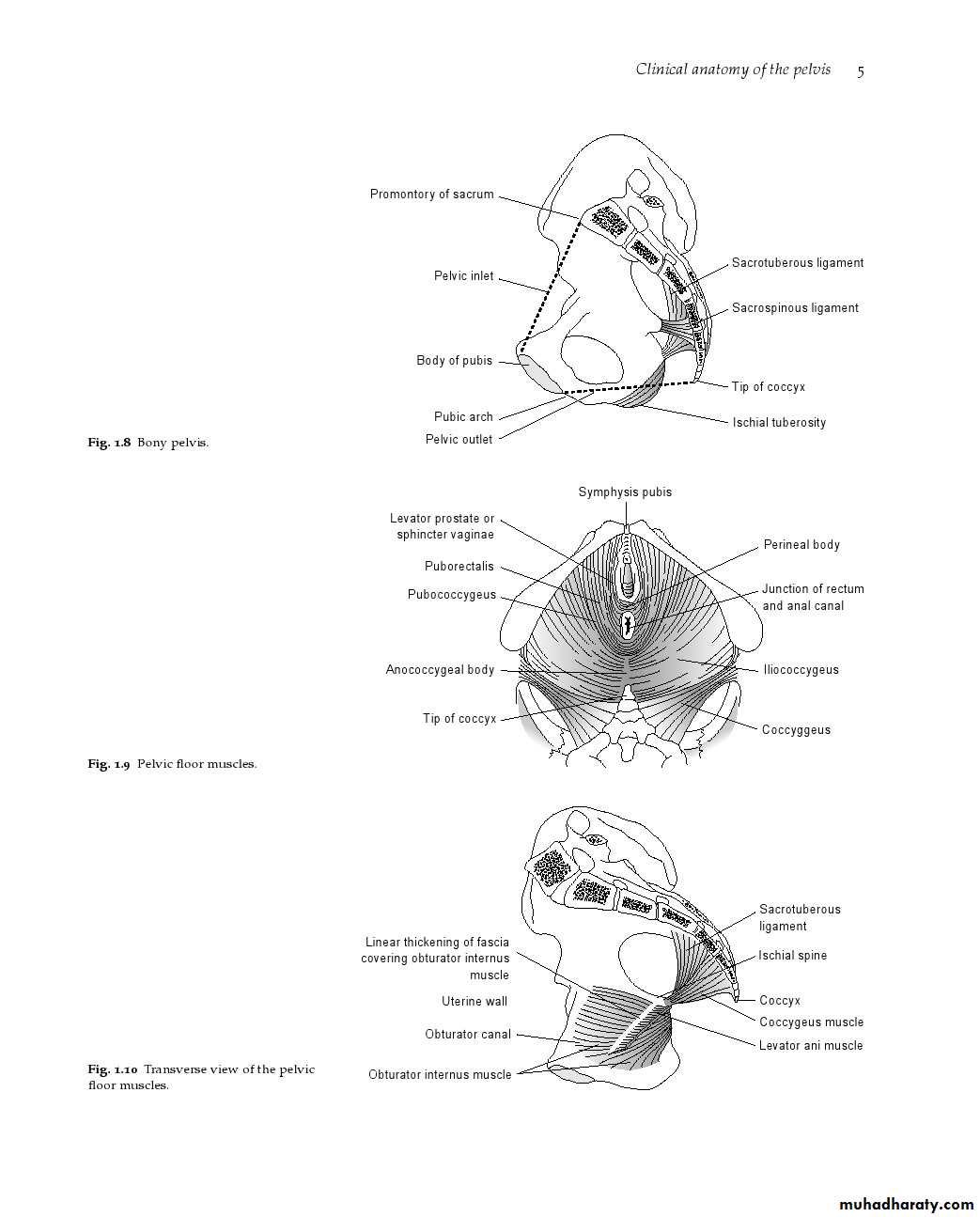 Anatomy of female reproductive system
