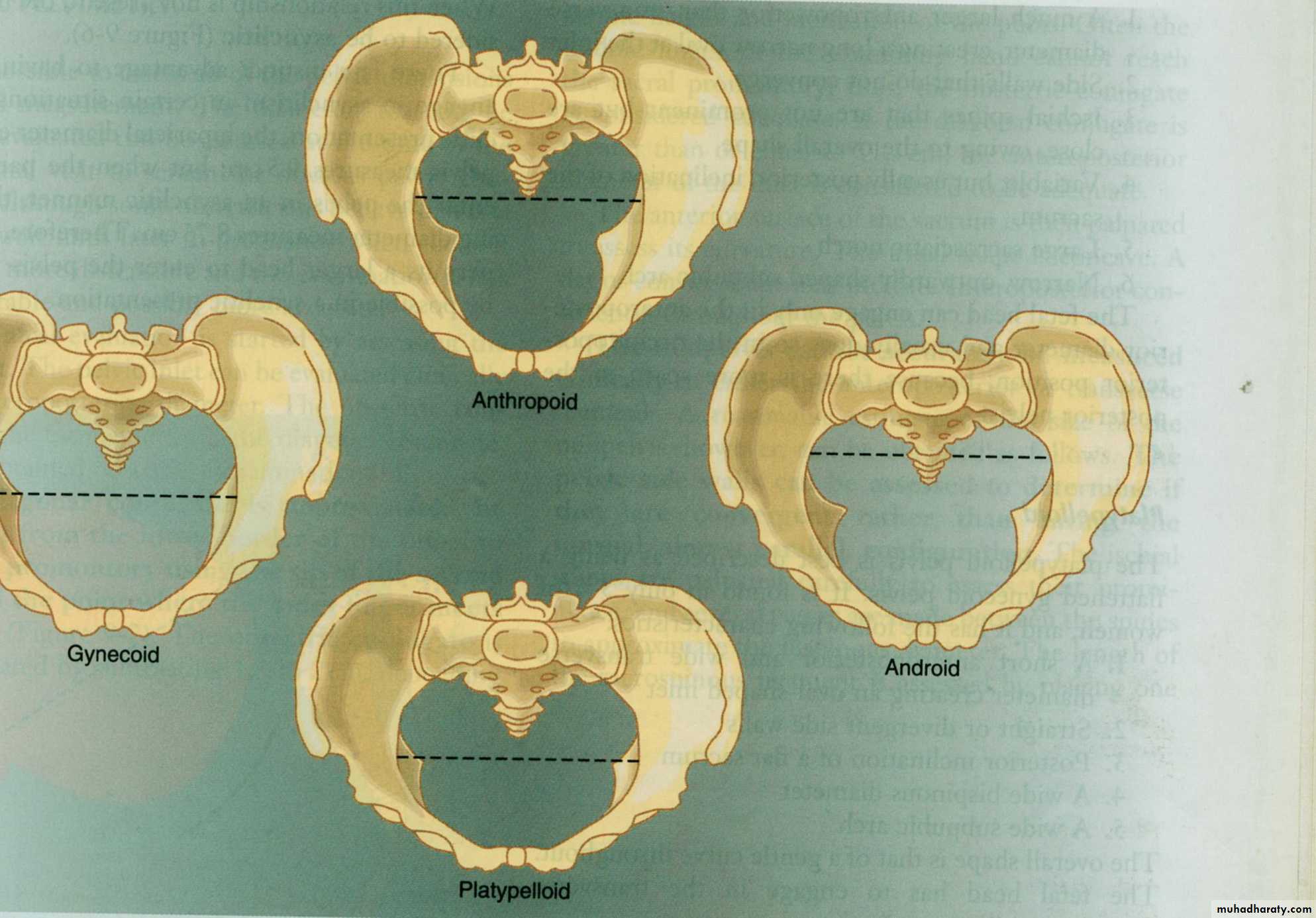 Anatomy of female reproductive system