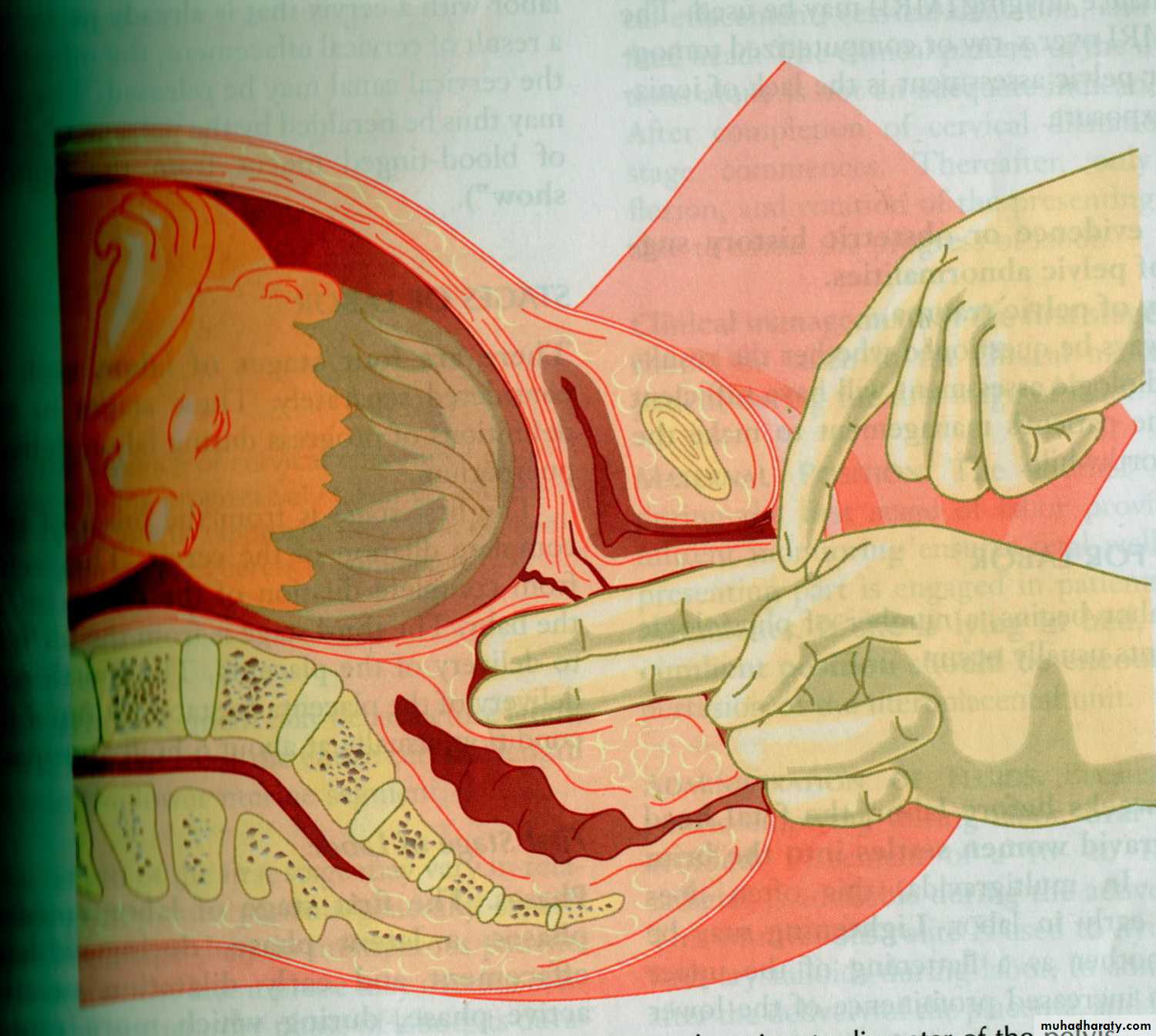 Anatomy of female reproductive system