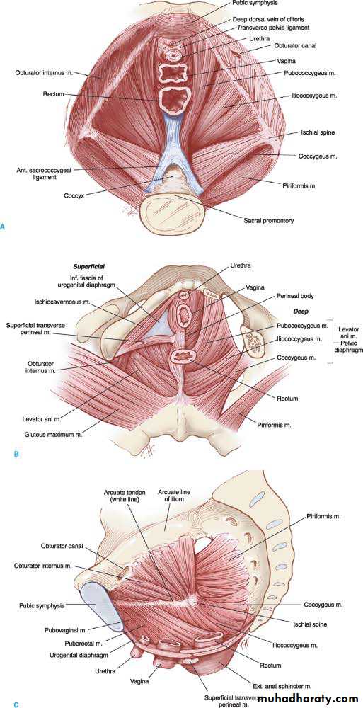 Anatomy of female reproductive system