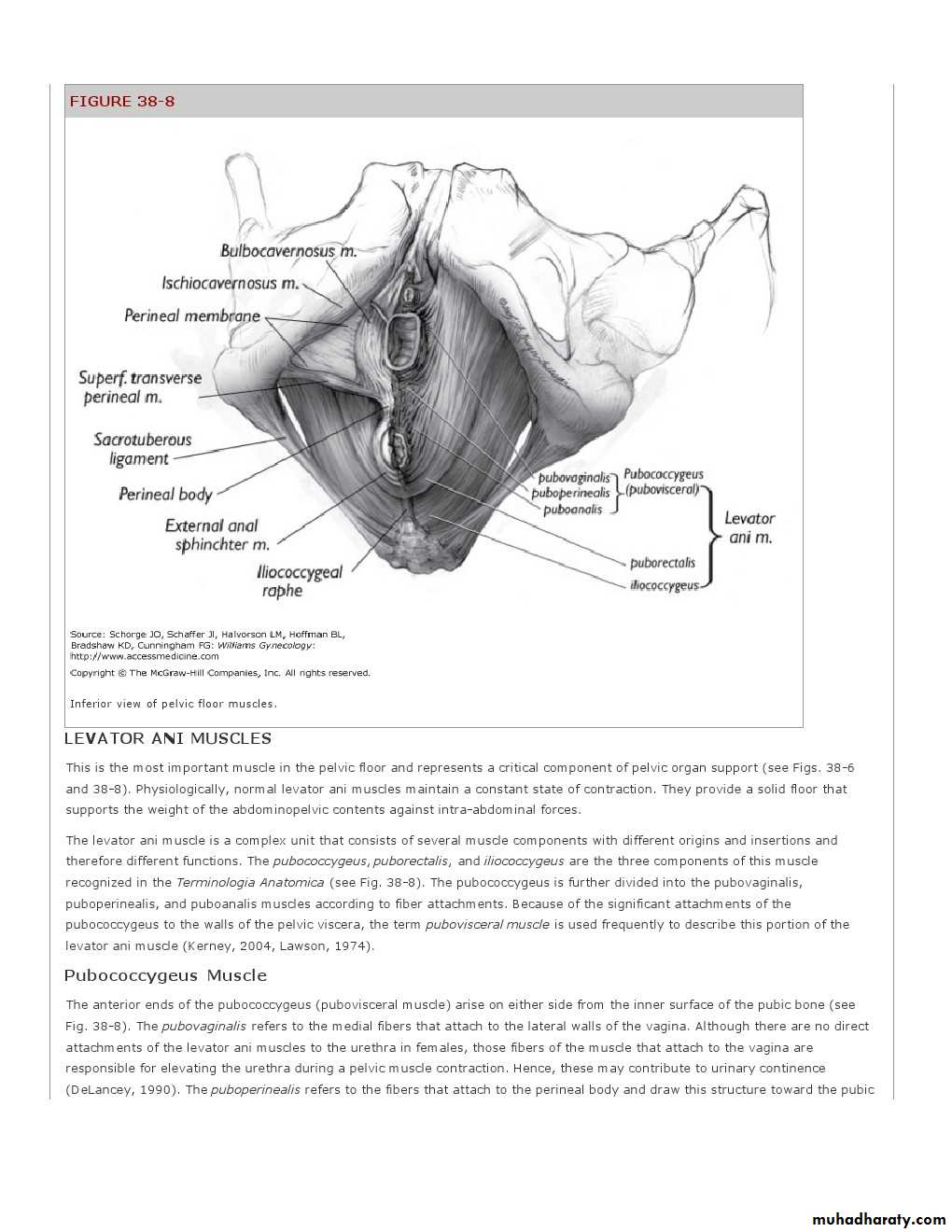 Anatomy of female reproductive system