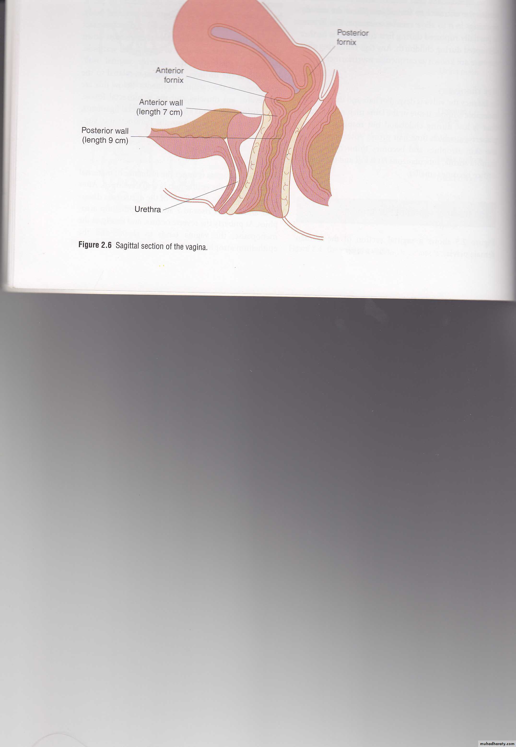 Anatomy of female reproductive system