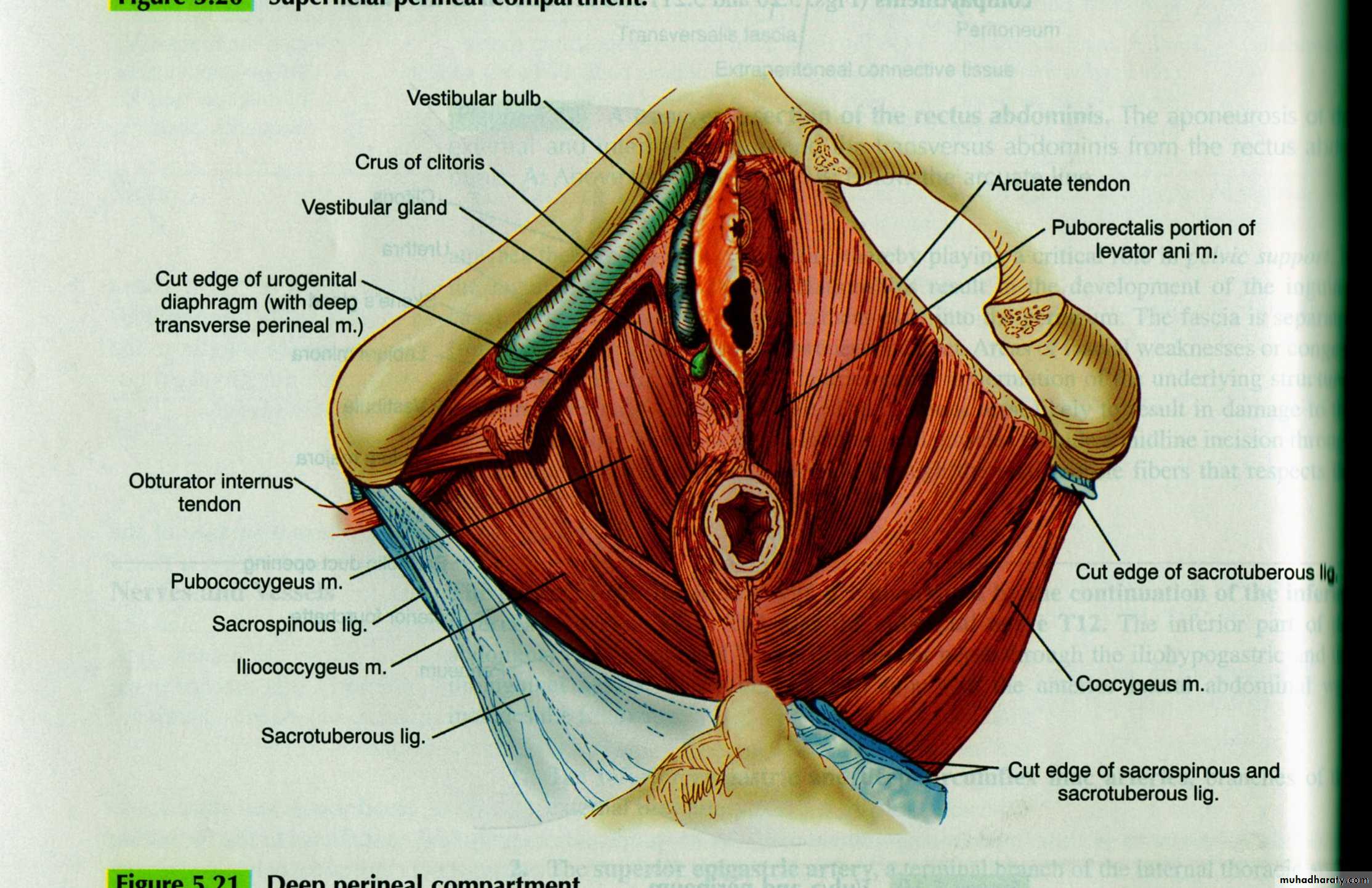 Anatomy of female reproductive system