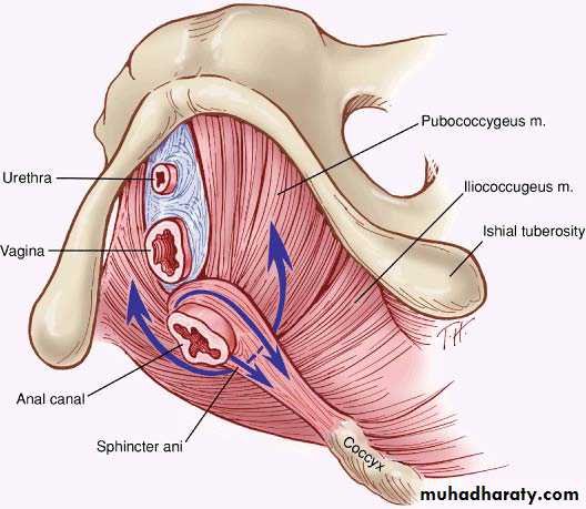 Anatomy of female reproductive system