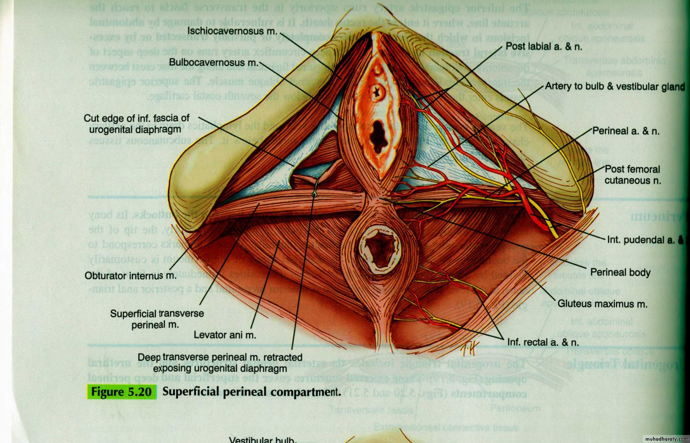 Anatomy of female reproductive system