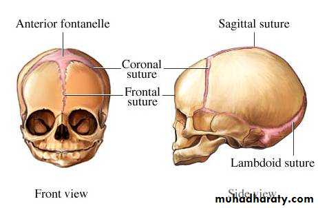 Anatomy of female reproductive system