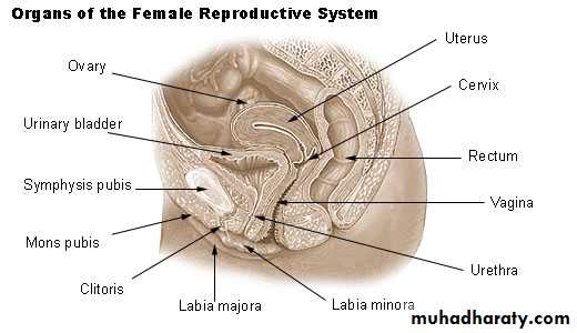 Anatomy of female reproductive system