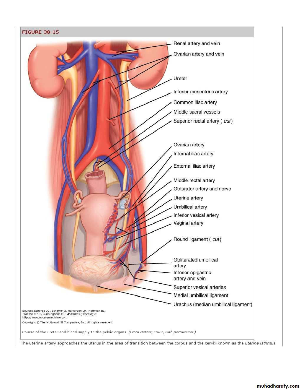 Anatomy of female reproductive system