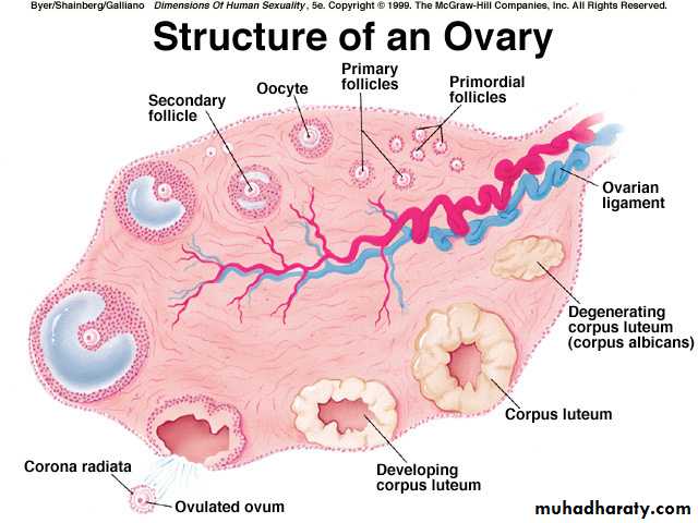 Anatomy of female reproductive system