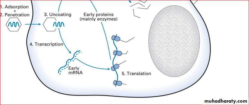 viruses and prions