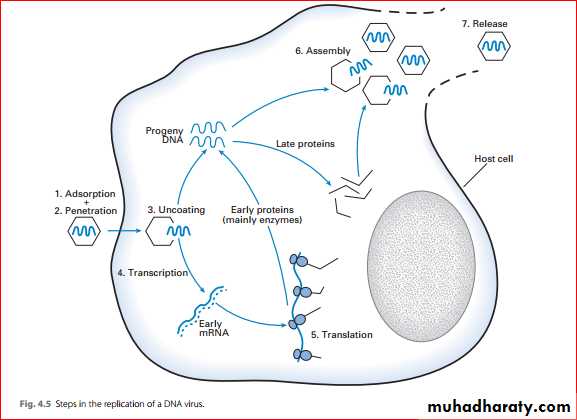 viruses and prions