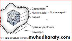 viruses and prions