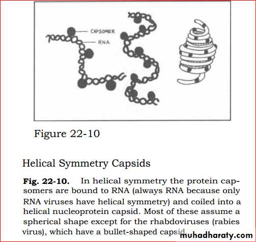 viruses and prions
