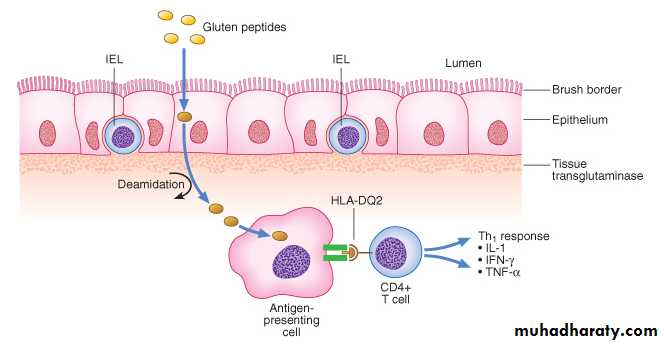 MALABSORPTION
