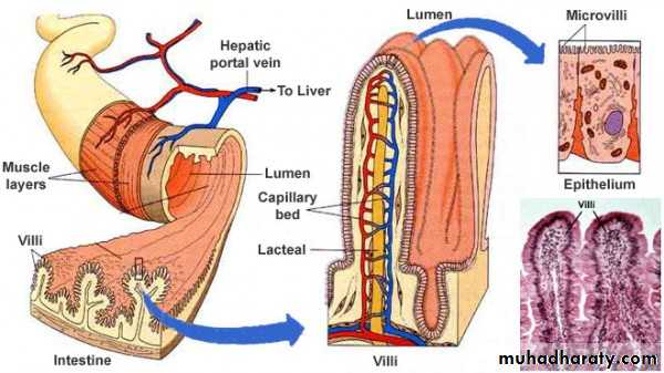 MALABSORPTION