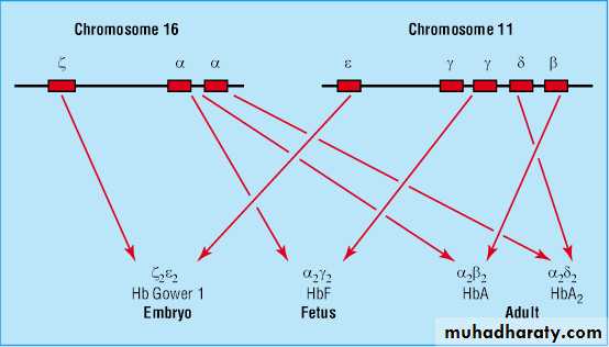 hemoglobinopathies