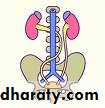 Renal surgical infections