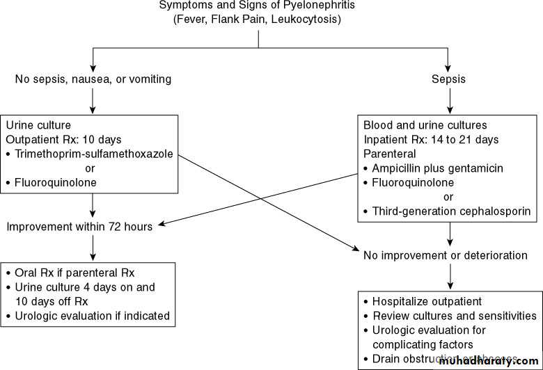 Renal surgical infections