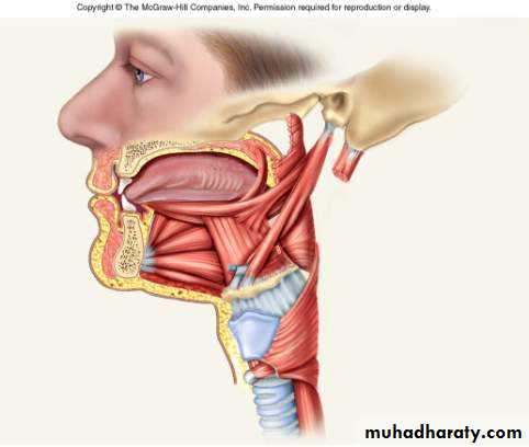 myology related to CD