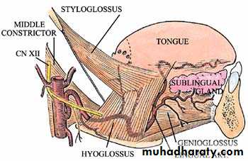 myology related to CD