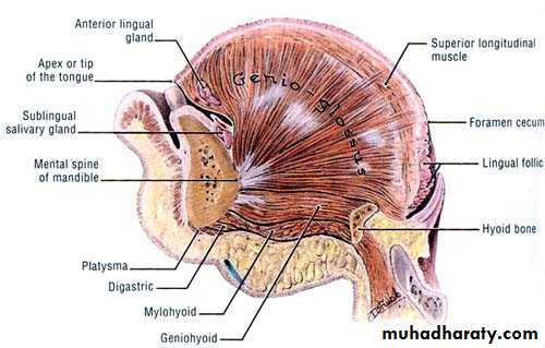 myology related to CD