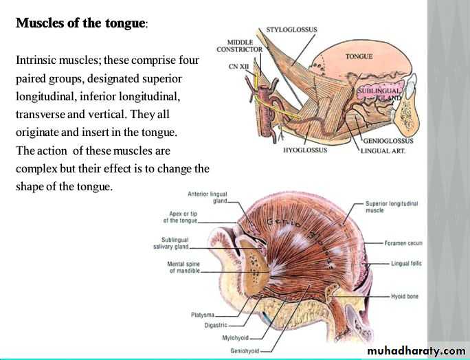 myology related to CD