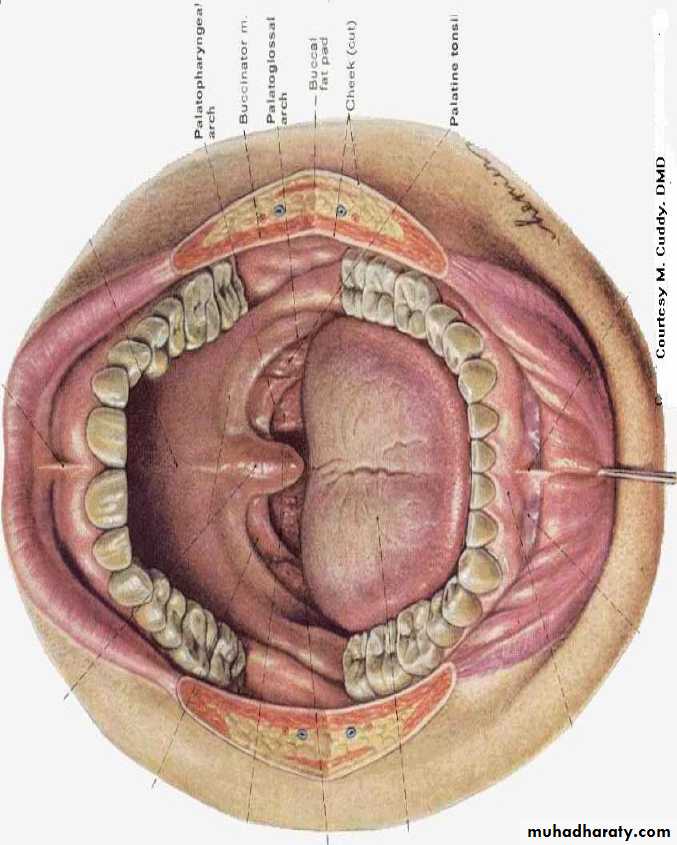 myology related to CD