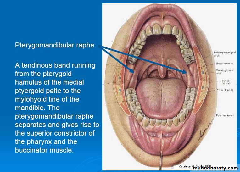 myology related to CD