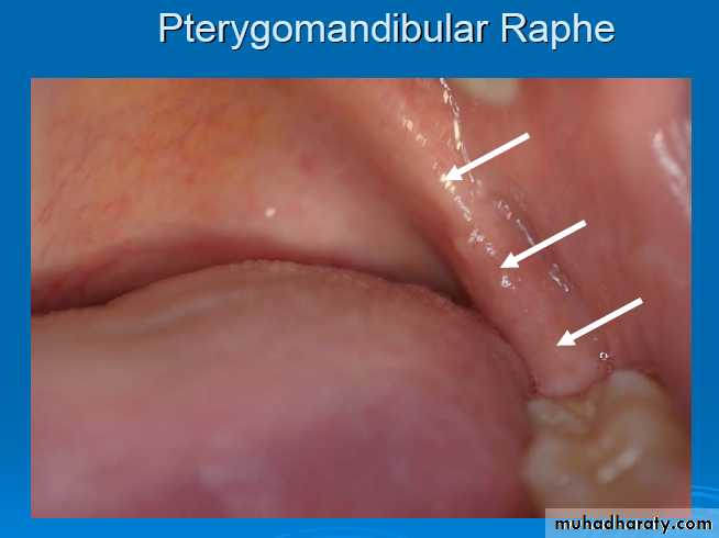myology related to CD