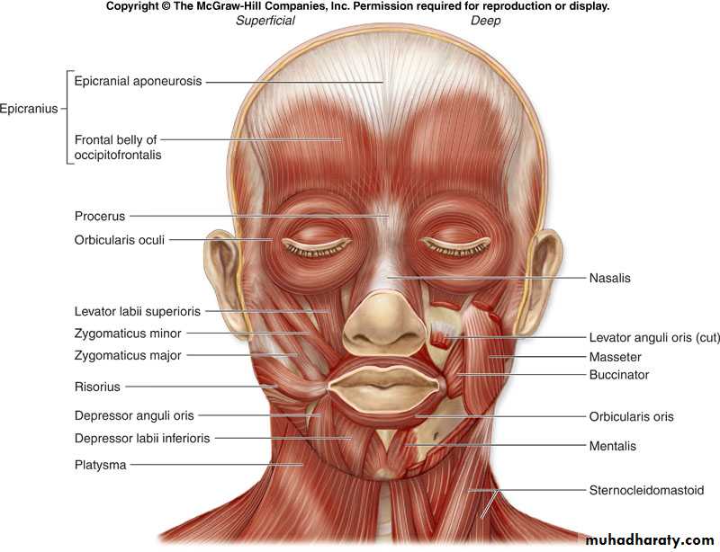 myology related to CD