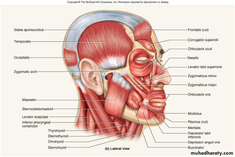 myology related to CD