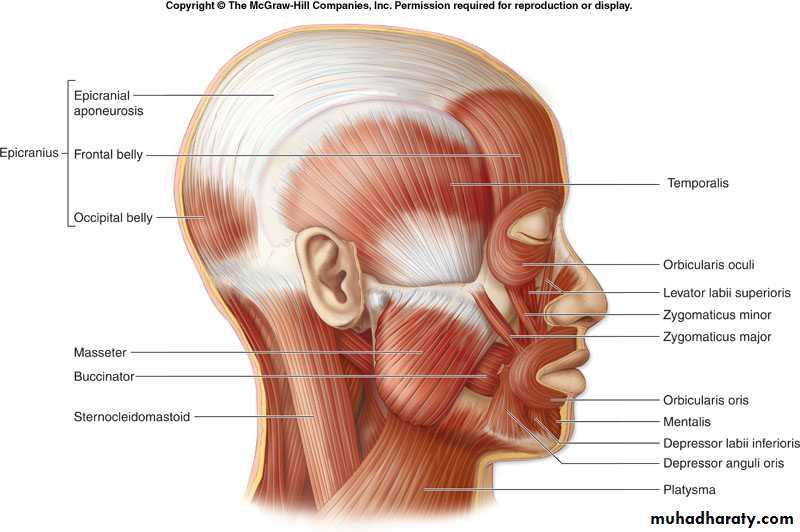 myology related to CD