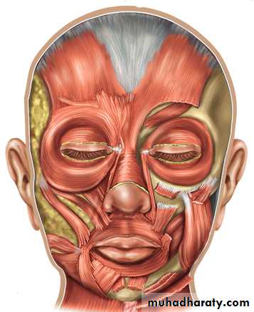 myology related to CD