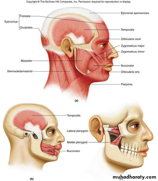myology related to CD