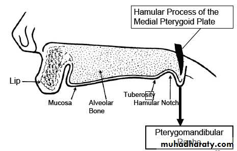 Anatomically landmark