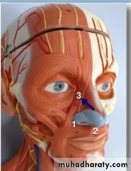Human anatomy face