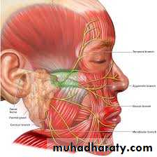 Human anatomy face