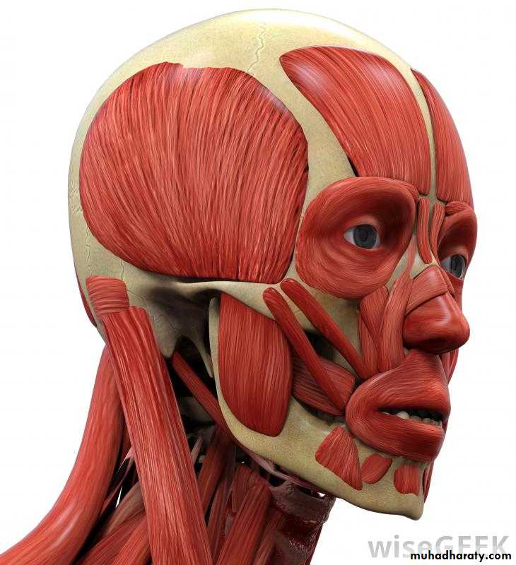 Human anatomy face
