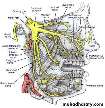 Human anatomy face