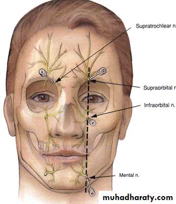 Human anatomy face