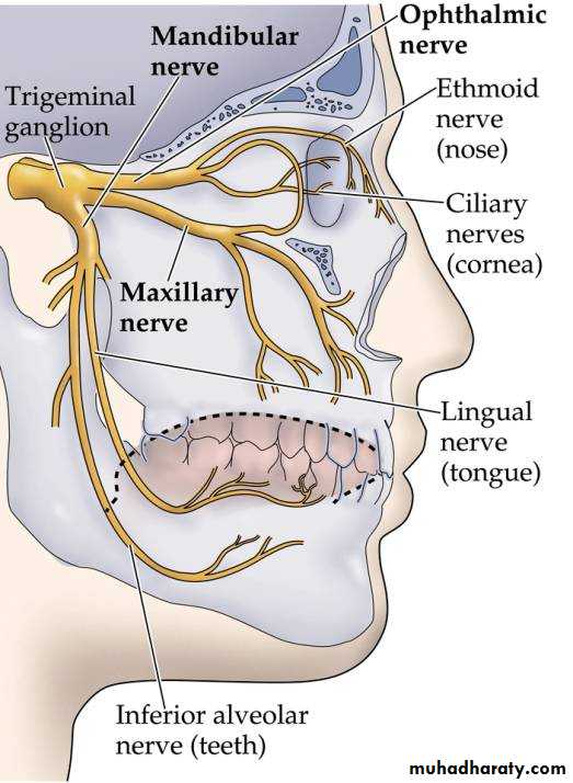 Human anatomy face