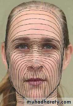 Human anatomy face