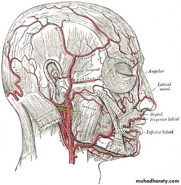 Human anatomy face