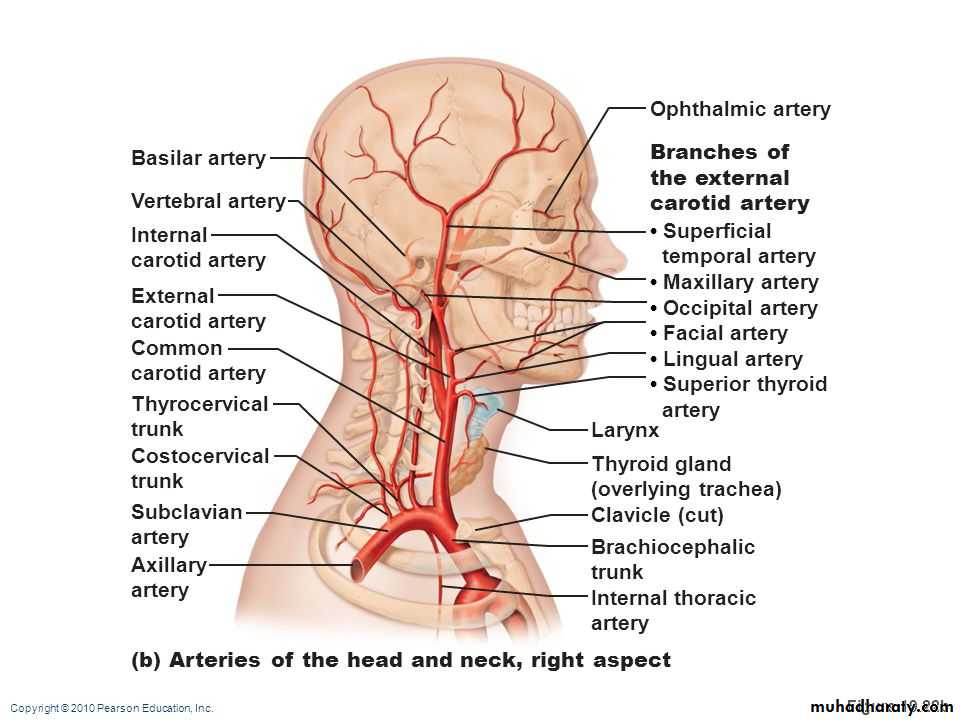 Human anatomy face