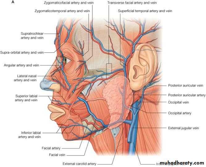 Human anatomy face