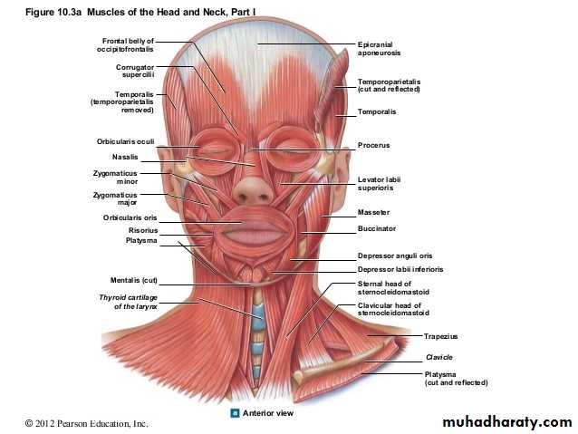Human anatomy face