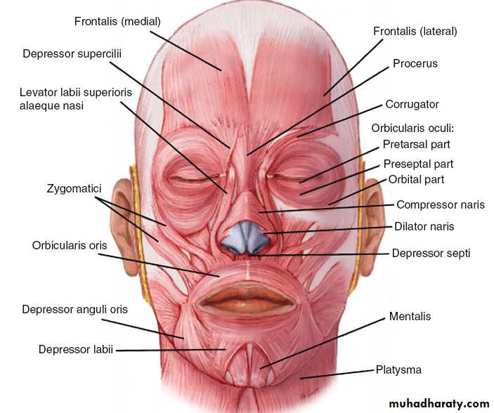Human anatomy face