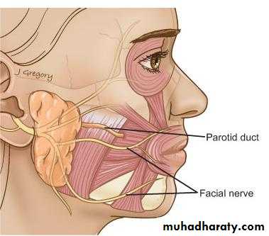 Parotid gland