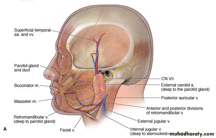 Parotid gland