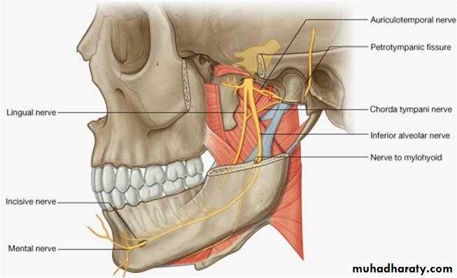 Parotid gland